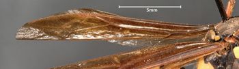 Media type: image;   Entomology 30831 Aspect: Wing front